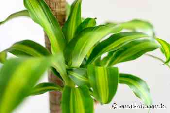 Dracena-pau-d’água: como cultivar a planta que purifica o ar - emaismt.com.br