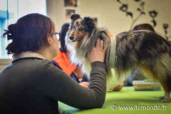 A Lyon, un chien spécialisé, dans le bureau du juge, pour assister les victimes dans une affaire de viols en série - Le Monde