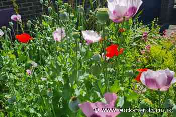 Be involved for the bees – Buckingham In Bloom launches with new wildlife category - Bucks Herald