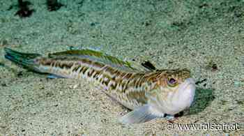 Gefahr in der Adria: Warnung vor Petermännchen