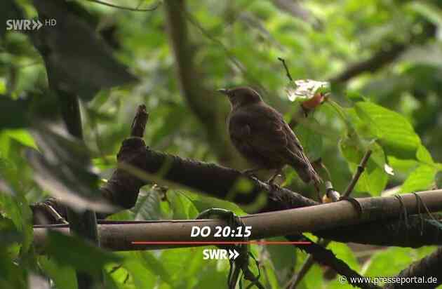 Katzen-Lockdown in Walldorf - gefährden Haustiere die Artenvielfalt? SWR Fernsehen Baden-Württemberg