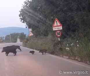Cinghiali a Fermo, la segnalazione semi - seria di Calcinario: "Fate attenzione, non pensate alle pappardelle" - Virgilio