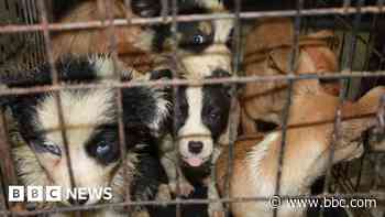 Gloucester council member on trial for illegal puppy business - BBC