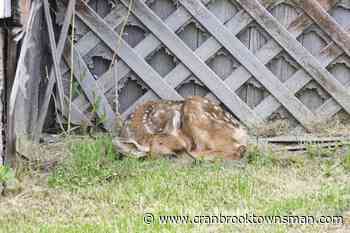 Kimberley City Council frustrated with lack of provincial action on urban deer issue – Cranbrook Daily Townsman - Cranbrook Townsman