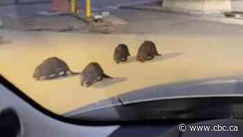 Saskatoon downpour pushes beavers to higher ground near hospital parkade