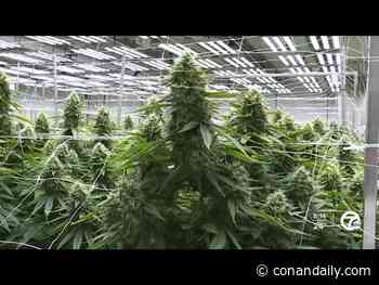 How to choose the right SEO company for cannabis niche - CONAN Daily