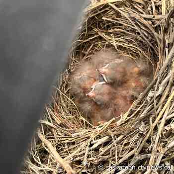 Birds secretly nesting in Saskatoon couple's camper van go on unexpected road trip