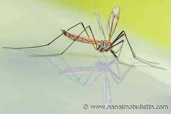 Beat the bite: expected rise in B.C. mosquitoes calls for preventative practices