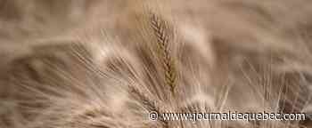 Les prix des céréales reculent sur les marchés