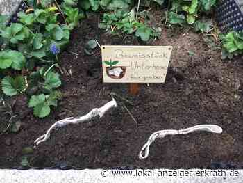 Projekt vom SDZ-Netzwerk Schulgarten im Kreis Mettmann: Fair-Graben! Projekt „Beweisstück Unterhose“ - Lokal Anzeiger Erkrath