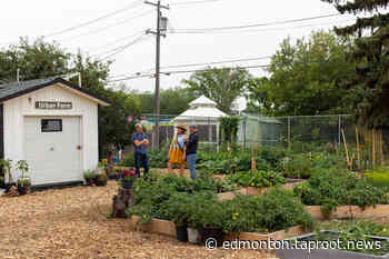 Edmonton Urban Farm continues to grow - Taproot Edmonton