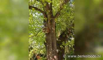 Eefdese boom genomineerd voor Nationale Bomen Top 50 - Berkelbode