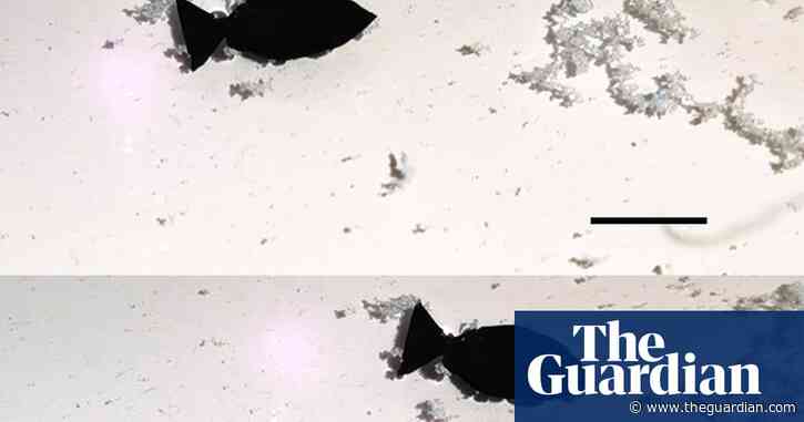 Scientists unveil bionic robo-fish to remove microplastics from seas