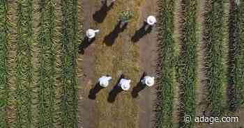 Dole’s pineapple leather substitute takes Creative Business Transformation Grand Prix