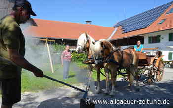Umzüge bei Wallenstein in Memmingen - eine Herausforderung für Mensch und Tier: Wie eine Teilnehmerin ihre Pferde trainiert - Allgäuer Zeitung
