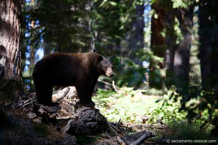 Woman Attacked By Bear That Got Into North Lake Tahoe Home While She Was Taking Out The Trash