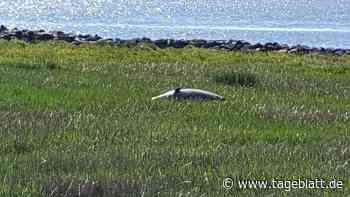 Toter Schweinswal am Strand von Cuxhaven gefunden - Nachbarkreise - Tageblatt-online