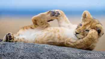 Stories Behind Beautiful Wildlife Photos