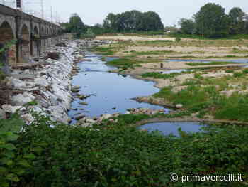 Guardate com'è ridotto il Sesia in questi giorni - Prima Vercelli