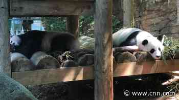 Zoo Atlanta closing early because of extreme heat
