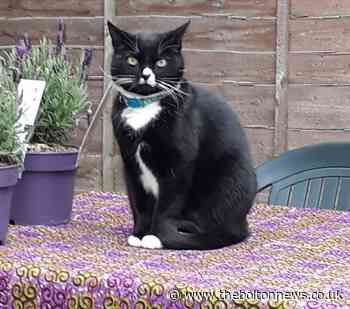 RSPCA appeal after cat is found hanged in Manchester - The Bolton News