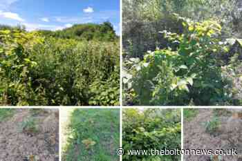 Bolton: Resident angry over Japanese knotweed approaching home - The Bolton News