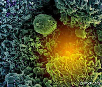 New coronavirus subvariants escape antibodies from vaccination and prior Omicron infection, studies suggest - KTVZ