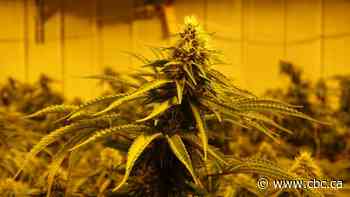 Aurora Cannabis to lay off 12% of workforce amid reorganization, company says