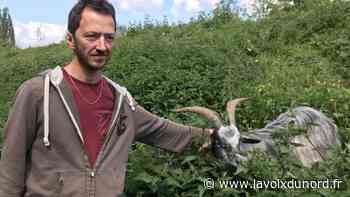 Îlots de chaleur à Arras : « Vu les enjeux, il faut aller beaucoup plus loin, beaucoup plus vite » - La Voix du Nord