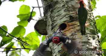 Woodpecker nest halts construction of Trans Mountain expansion near Bridal Falls, B.C.