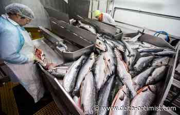 Feds move to ban open net salmon farms in B.C. - Delta Optimist