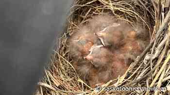 Birds secretly nesting in Saskatoon couple's camper van go on unexpected road trip - CTV News Saskatoon
