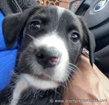 Pomezia, veleno nel prato per uccidere i cani: morto cucciolo - Il Corriere della Città