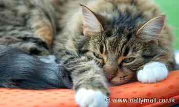 Cats are more likely to have behavioural issues if they live with other felines, survey shows 