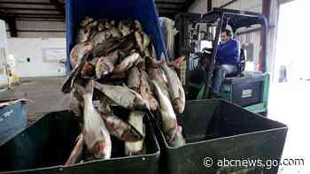 From 'carp' to 'copi': unpopular fish getting a makeover - ABC News