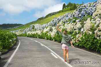 Here's How Hydrangeas Link Fall River to the Azores - Fun 107
