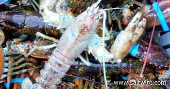 Rare crystal: First white lobster trapped by Cape Breton fisherman in 50 years on the water - Saltwire