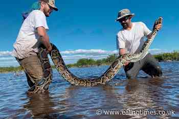 Florida wildlife team hauls in 18-foot Burmese python - Ealing Times