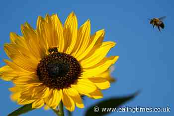 EU Commission proposes cutting pesticides by half by 2030 - Ealing Times