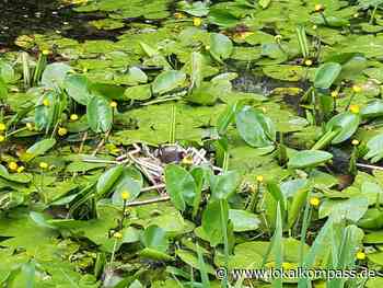 Schloß Ringenberg ist Ausbildungsort: Niederrhein-Guides Ausbildung im Schloß Ringenberg 2022 - www.lokalkompass.de