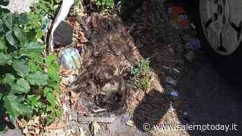 Carcasse di gatti e topi, perdite d'acqua, erba incolta e rifiuti: Salerno necessita di manutenzione e pulizia - SalernoToday