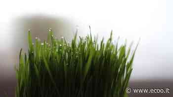 Erba gatta: cosa bisogna assolutamente sapere - Ecoo