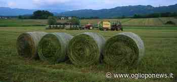 Foraggi ed erba medica, nuove opportunità da Pac e mercato - OglioPoNews - OglioPoNews