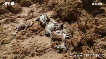 Senza piogge non cresce più erba e le gazzelle di Sawa muoiono di fame: il video degli animali decimati - La Stampa