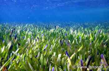 La pianta più grande del mondo è un'erba marina che vive in Australia - Fanpage.it