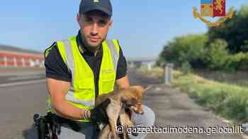 Modena Polizia stradale salva cucciolo di volpe - La Gazzetta di Modena