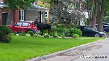 A moose is on the loose in suburban Quebec City, police warn - CBC.ca