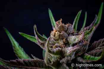 Kentucky Medical Cannabis Advisory Committee Meets - High Times