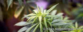 Florida Nursery Fails to Revive Medical Marijuana License Row - Bloomberg Law
