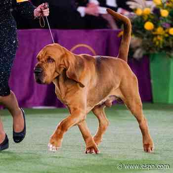 Bloodhound wins WKC over DL Fox's Frenchie